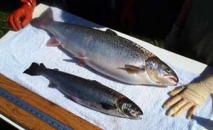 Natural Foods or Genetically-modified salmon: Frankenfish