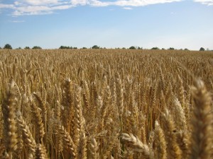 GMO Wheat in the Food Supply